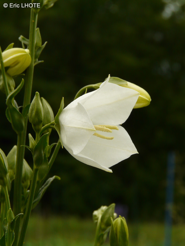  - Campanula persicifolia alba - 