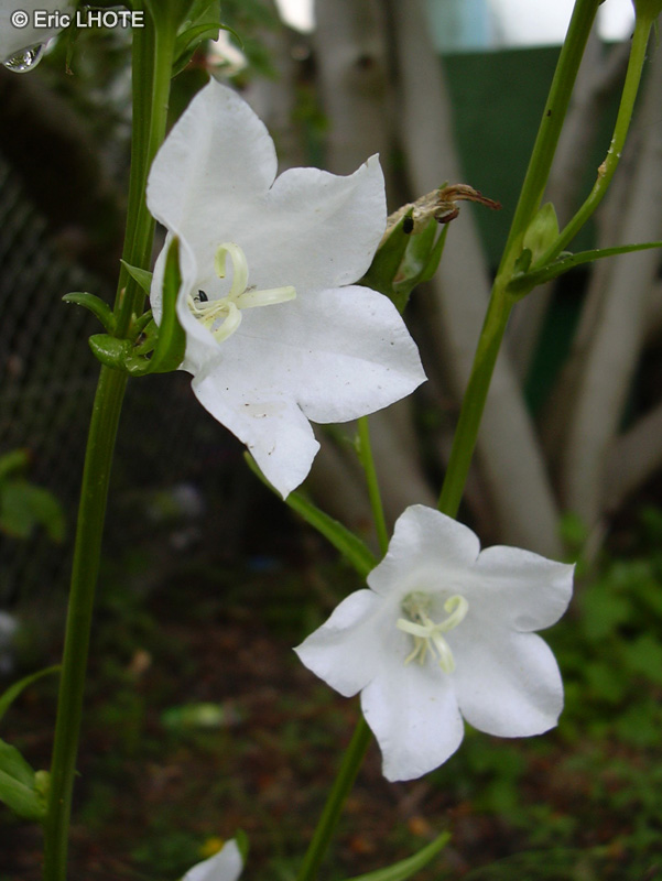  - Campanula persicifolia alba - 