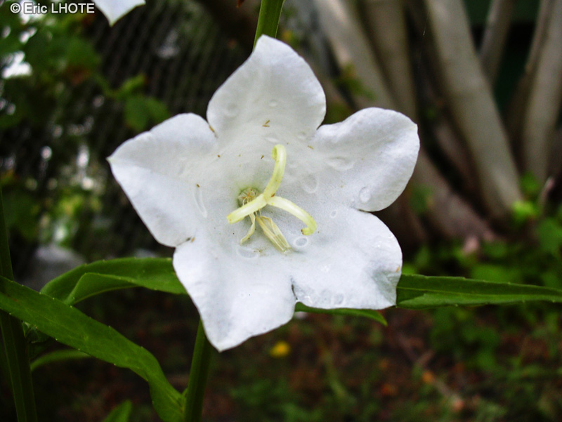  - Campanula persicifolia alba - 