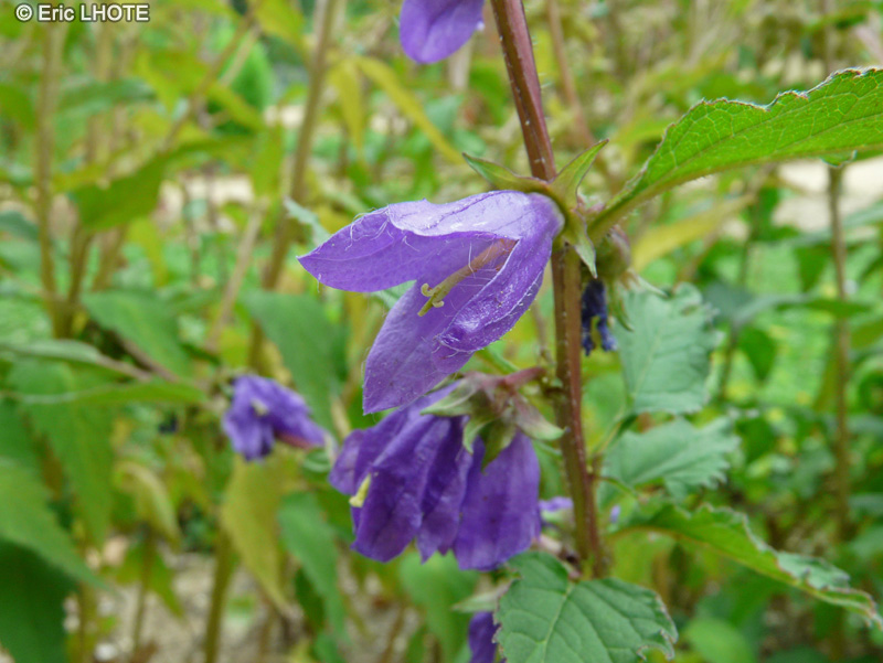 Campanulaceae - Campanula punctata - Campanule ponctuée