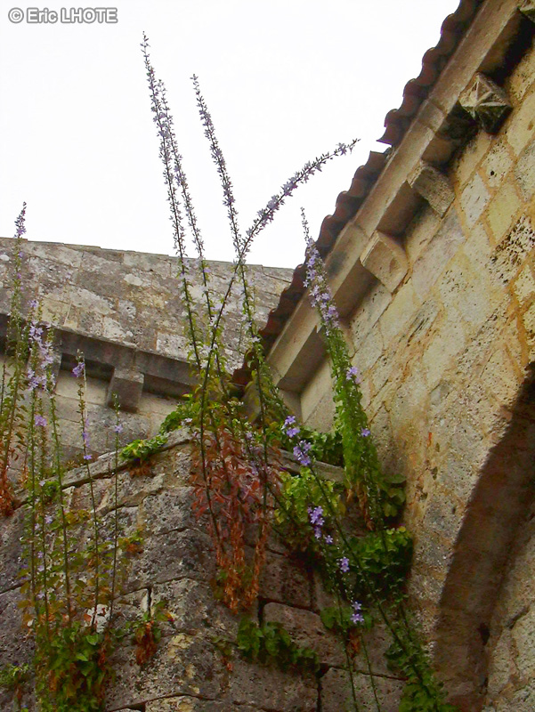  - Campanula pyramidalis - 