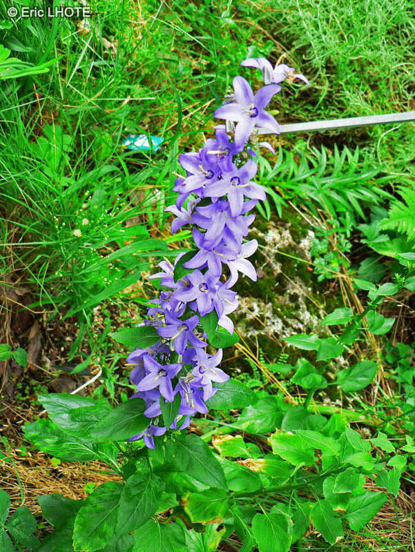 Campanulaceae - Campanula pyramidalis - Campanule pyramidale