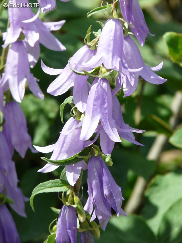  - Campanula rapunculoides - 