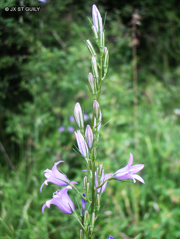 Campanulaceae - Campanula rapunculus - Campanule raiponce