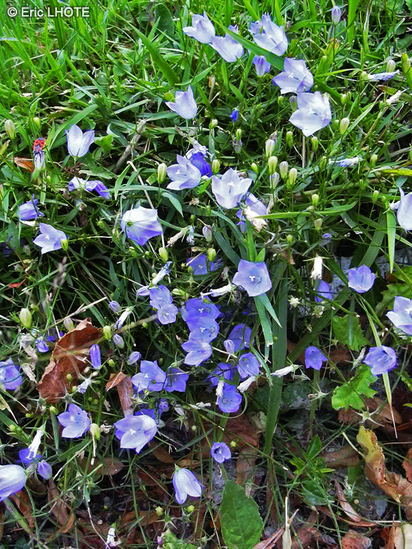  - Campanula rotundifolia - 