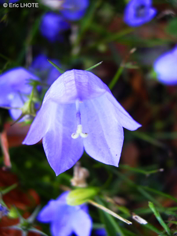Campanulaceae - Campanula rotundifolia - Campanule &agrave; feuilles rondes