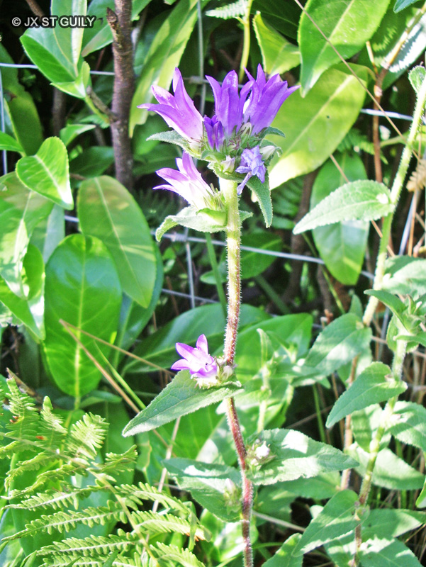 Campanulaceae - Campanula sp. - Campanule