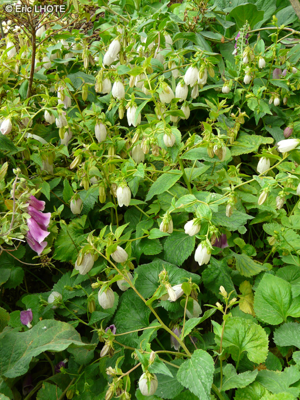 Campanulaceae - Campanula takesimana - Campanule takesimana, Campanule coréenne, Campanule de corée