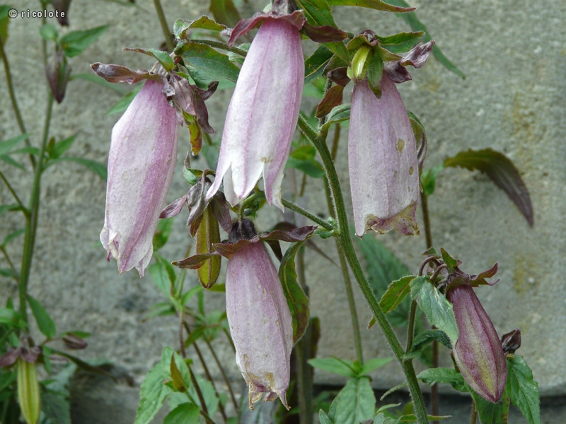 Campanulaceae - Campanula takesimana Elizabeth - Campanule takesimana, Campanule coréenne, Campanule de corée