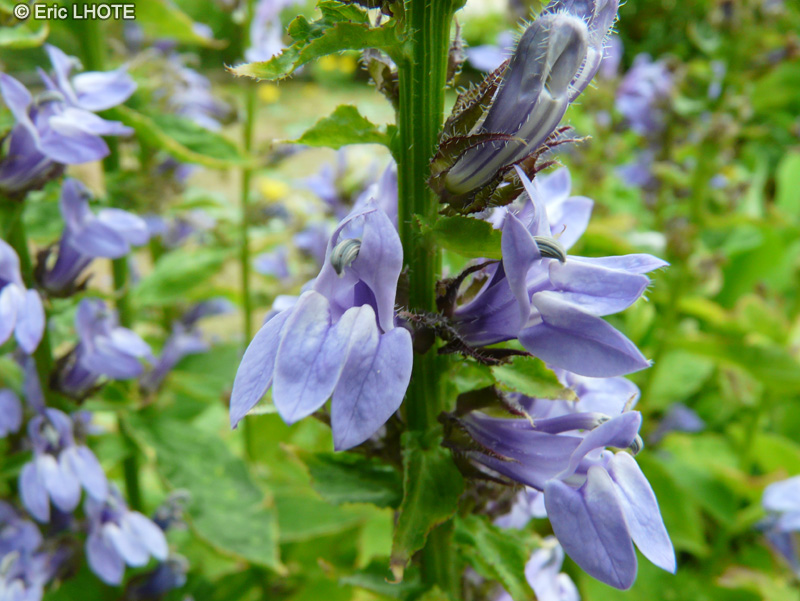  - Lobelia siphilitica - 