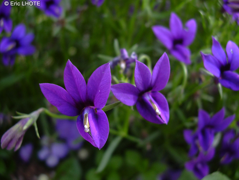 Campanulaceae - Monopsis unidentata Blue Papillio - Monopsis