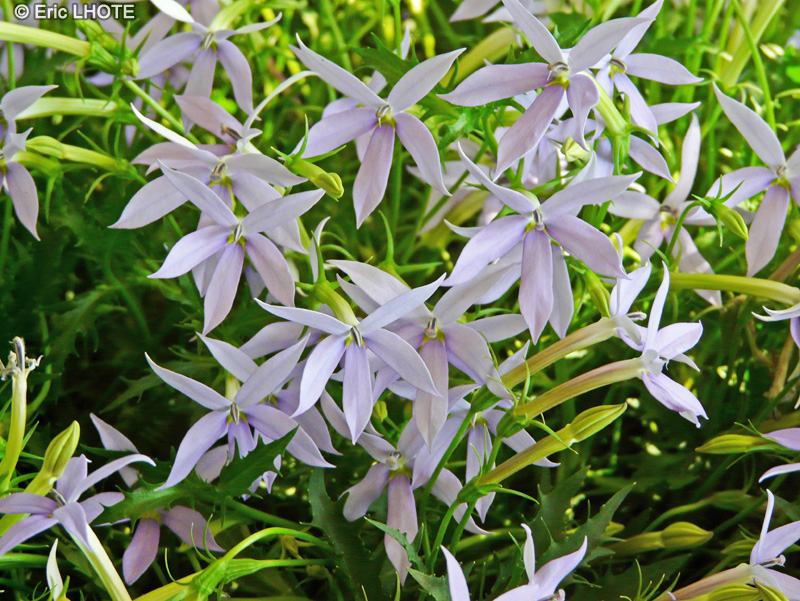 Campanulaceae - Solenopsis axillaris, Isotoma axillaris, Isotoma senecioides, Laurentia axillaris - Isotoma axillaire