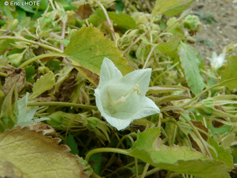  - Symphyandra pendula - 