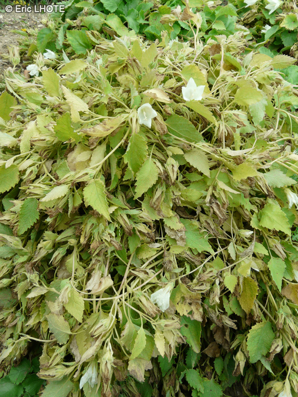 Campanulaceae - Symphyandra pendula - Symphiandra