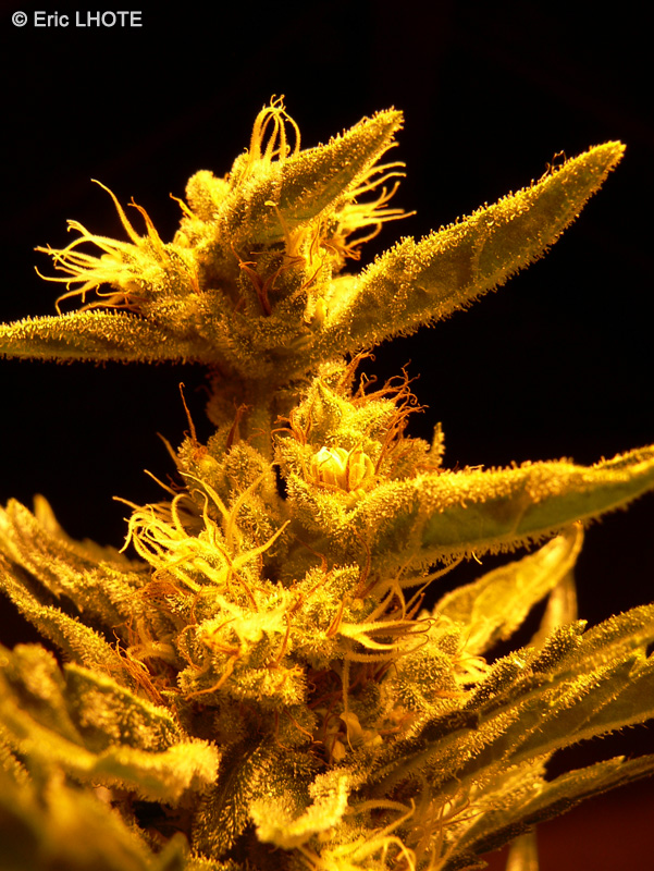  - Cannabis indica x sativa - 