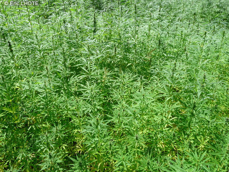  - Cannabis ruderalis x sativa - 