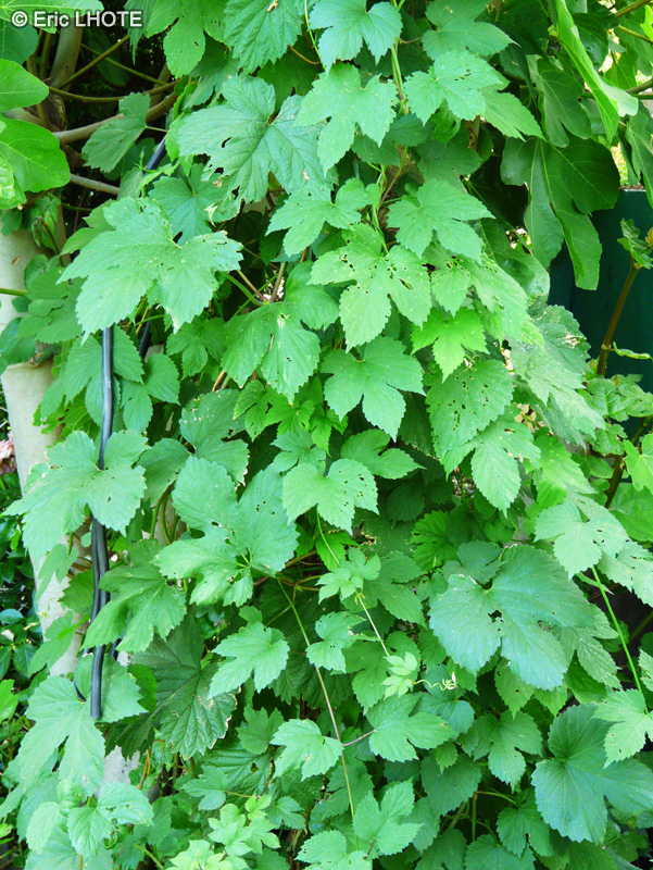  - Humulus lupulus - 
