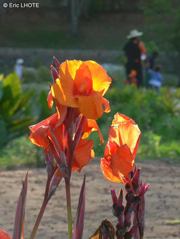 Cannaceae - Canna indica - Canna, Balisier, Canne d&rsquo;Inde