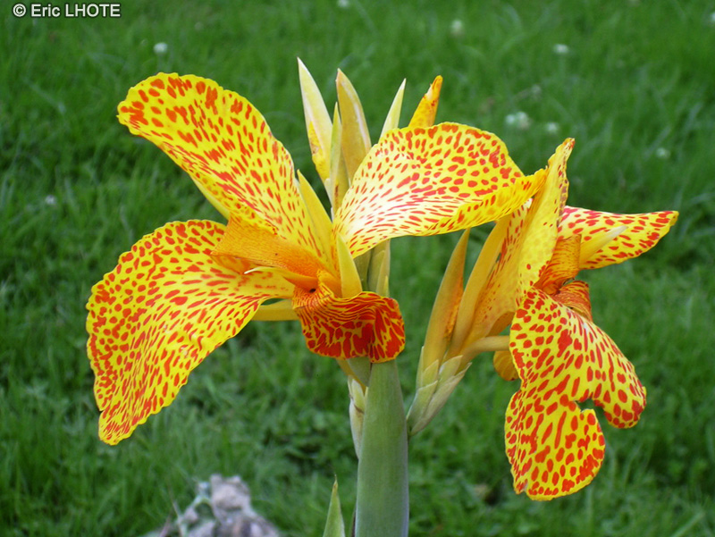  - Canna indica Confetti - 