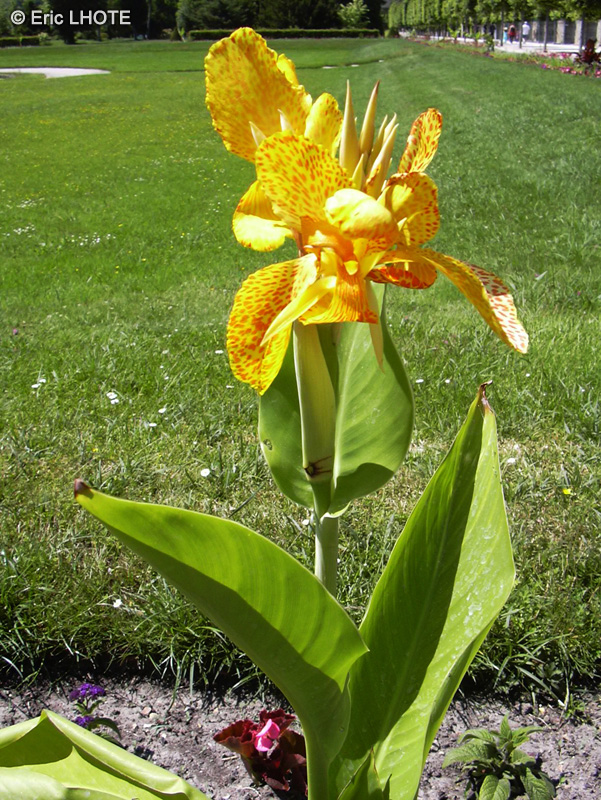  - Canna indica Confetti - 