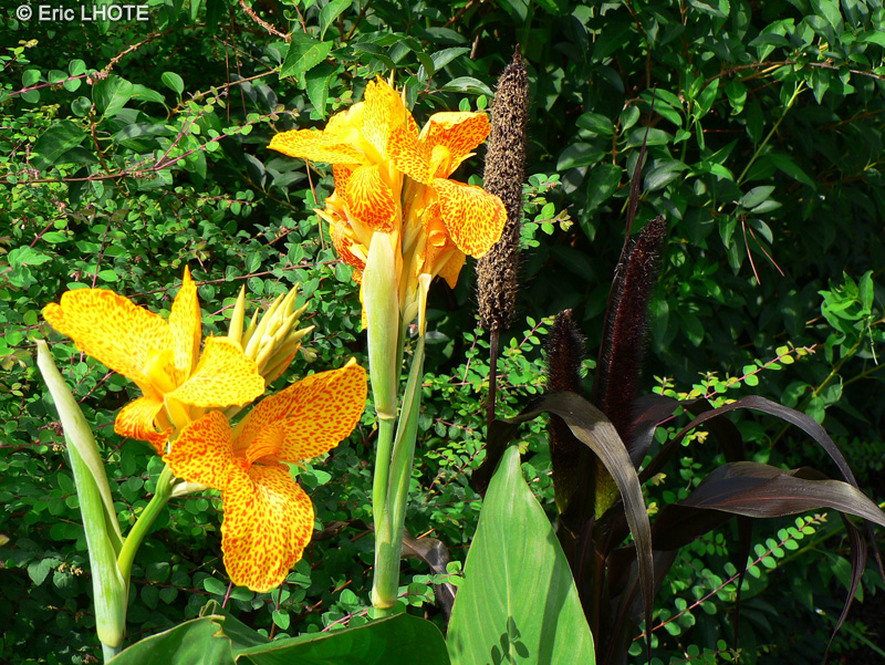 Cannaceae - Canna indica Confetti - Balisier, Canne d&rsquo;Inde