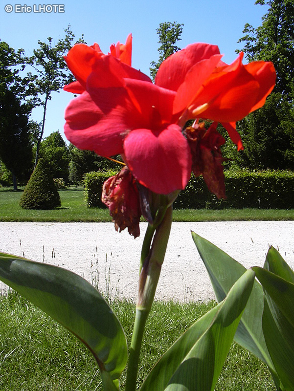 Cannaceae - Canna indica Oiseau de feu - Balisier, Canne d’Inde