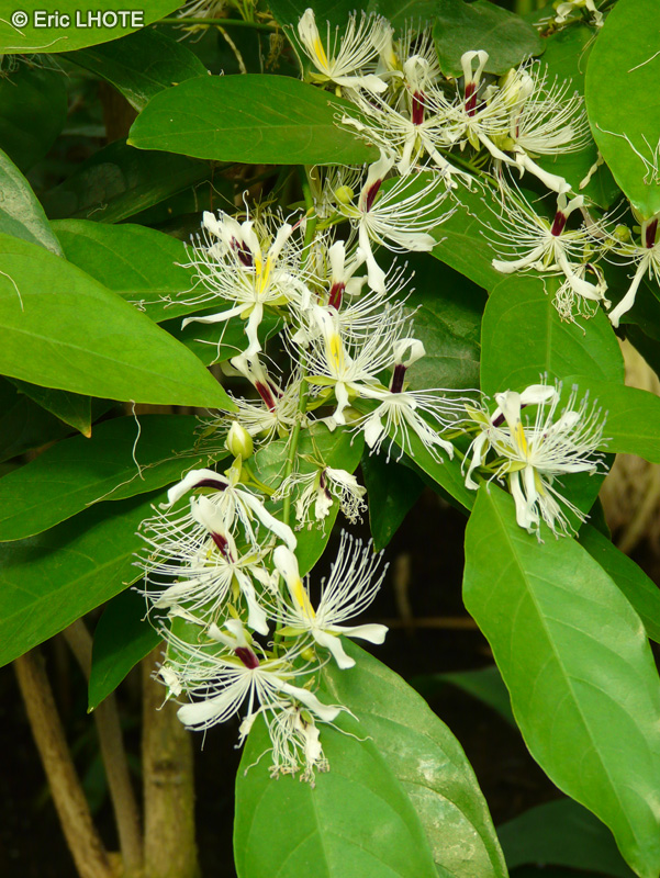  - Capparis forsteniana - 