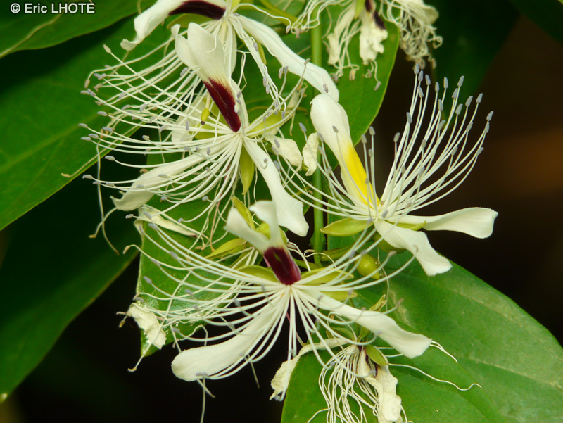 Capparidaceae - Capparis forsteniana - C&acirc;prier