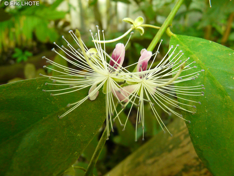  - Capparis pubiflora - 