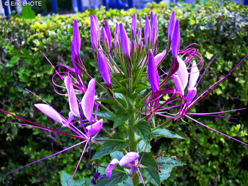 Capparidaceae - Cleome spinosa - Cleome &eacute;pineux