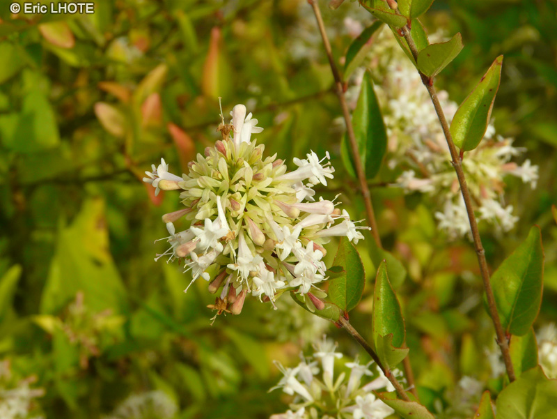Caprifoliaceae - Abelia chinensis - Abélia de Chine