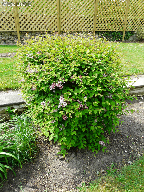  - Abelia mosanensis - 