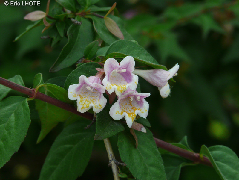 Caprifoliaceae - Abelia schumannii - Abelia, Abélie