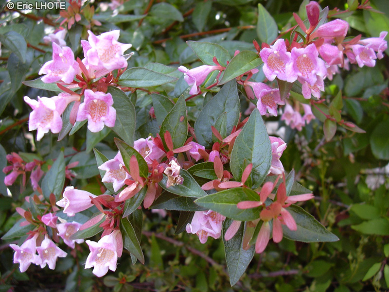  - Abelia x grandiflora - 