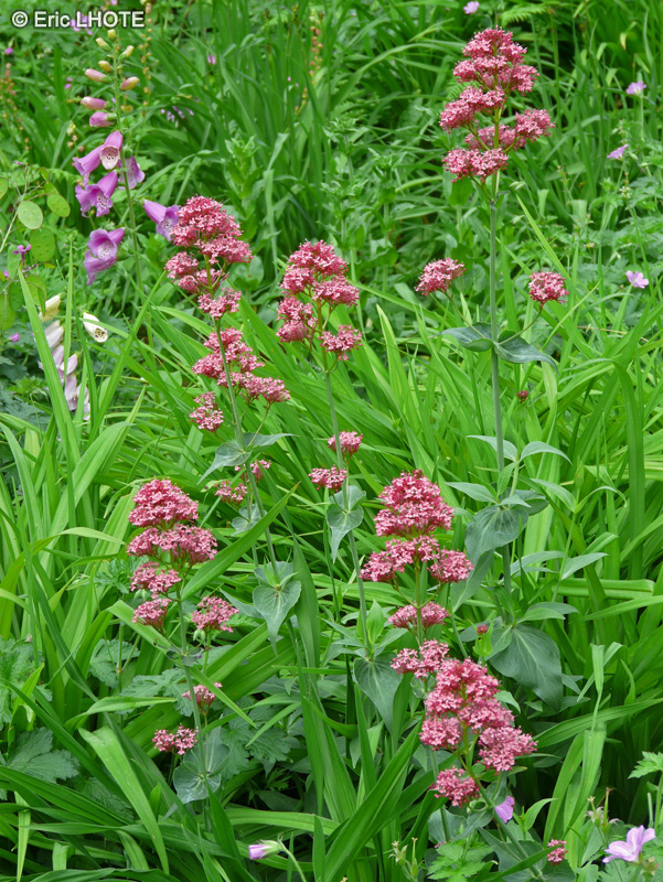  - Centranthus ruber - 