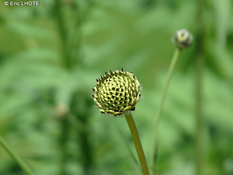  - Cephalaria alpina - 