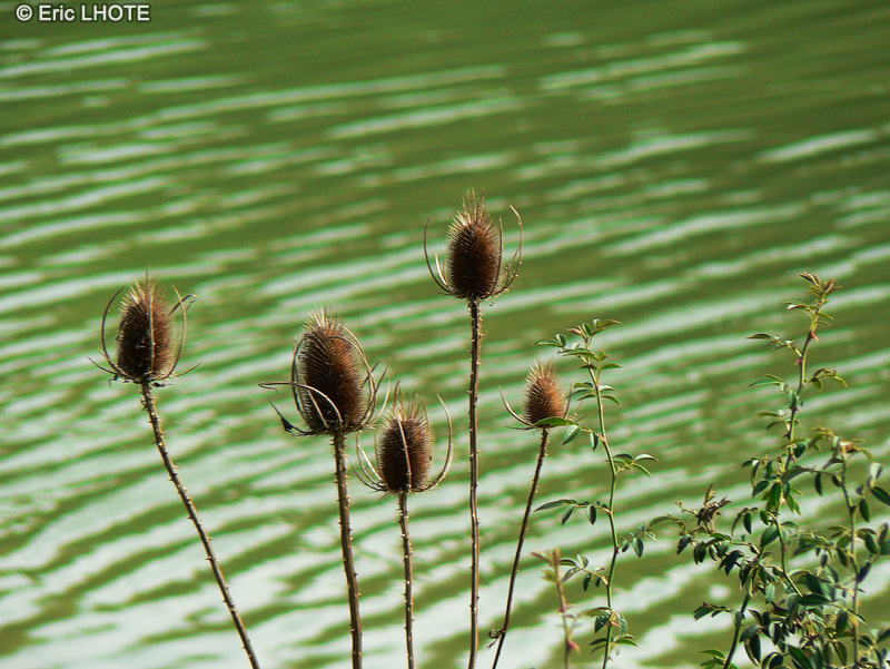  - Dipsacus fullonum - 