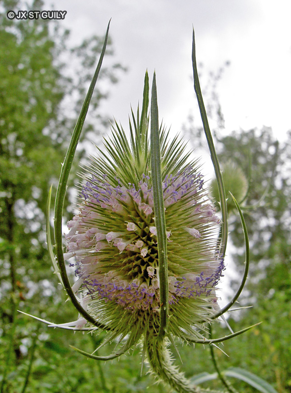  - Dipsacus fullonum - 
