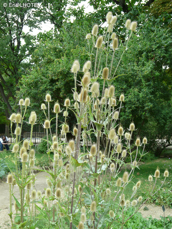  - Dipsacus laciniatus - 