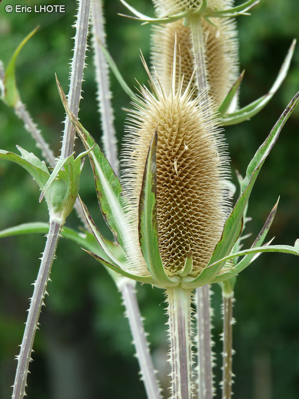 Caprifoliaceae - Dipsacus laciniatus - Cardère laciniée, Cardère découpée