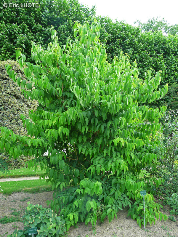 Caprifoliaceae - Heptacodium miconioides - Heptacodium de Chine