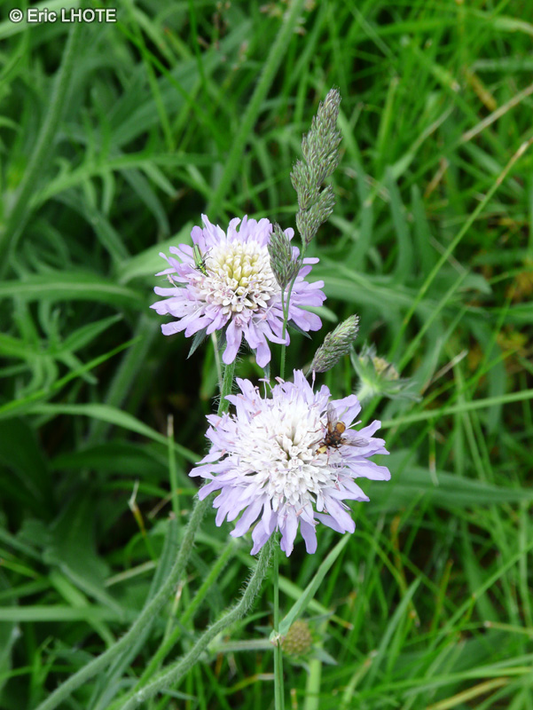  - Knautia arvensis - 