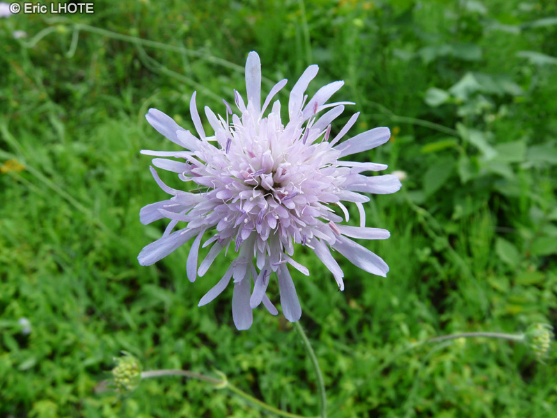  - Knautia arvensis - 