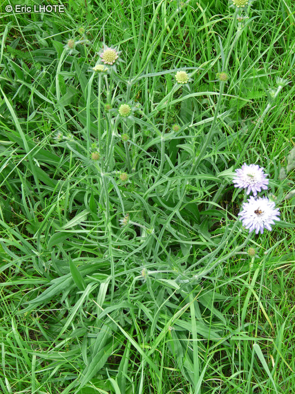 Caprifoliaceae - Knautia arvensis - Knautie des champs, Scabieuse des champs
