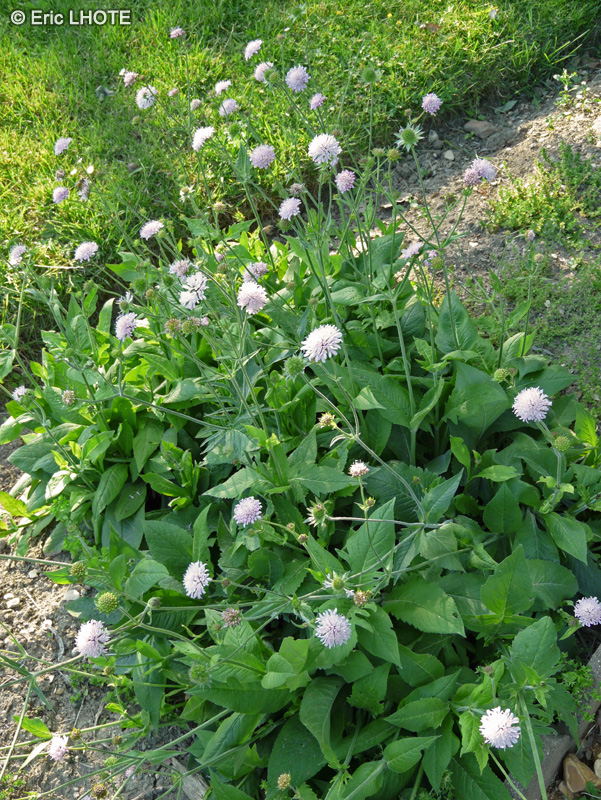  - Knautia maxima, Knautia dipsacifolia - 