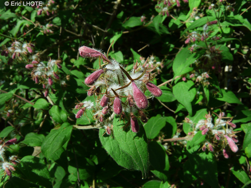  - Kolkwitzia amabilis - 