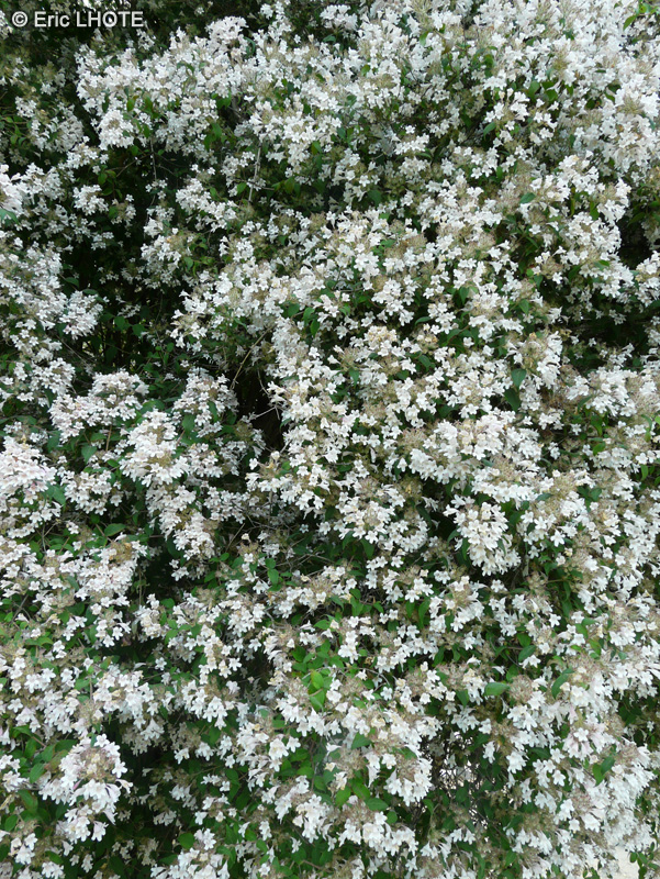  - Kolkwitzia amabilis - 