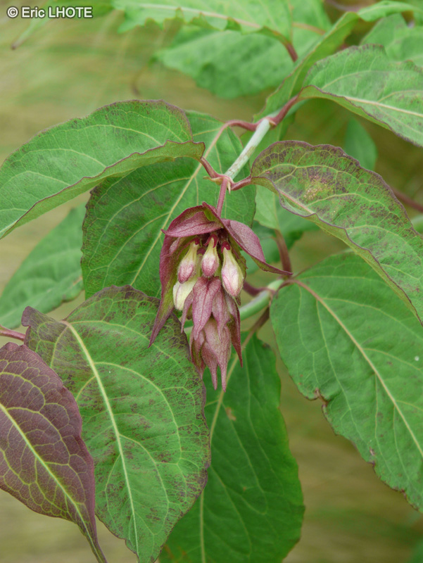  - Leycesteria formosa - 