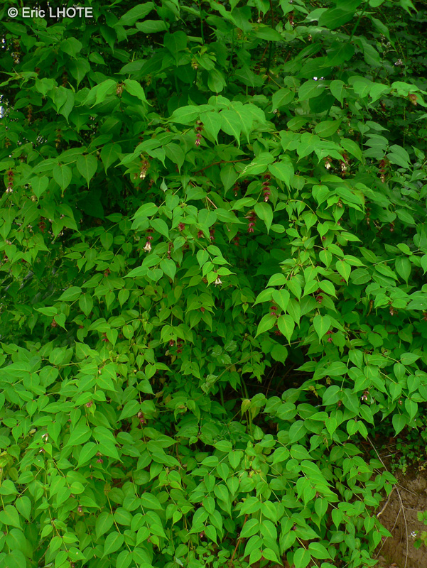  - Leycesteria formosa - 