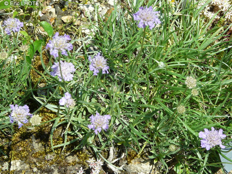  - Lomelosia graminifolia - 